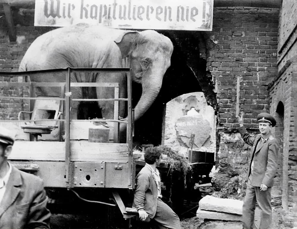 Съёмки фильма «Солдат и слон» в стенах замка Рагнит, 1977 г.